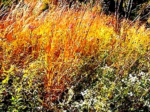 Pairie Grass in Fall
