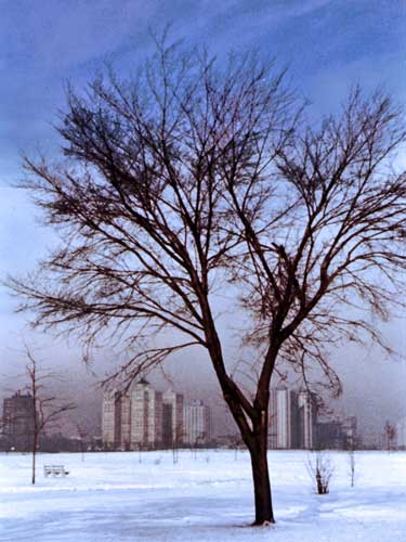 Lincoln Park in Winter