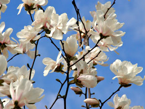 Magnilia Blossoms